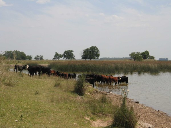 una suggestiva immagine della Pampa Argentina